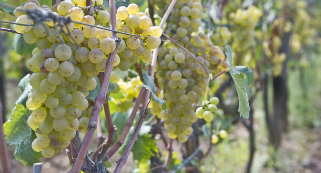 Sui sentieri del vino