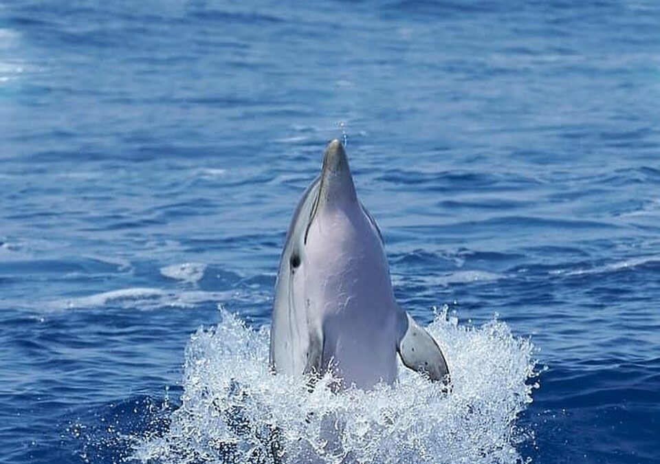 Whale watching, emozioni in mezzo al mare